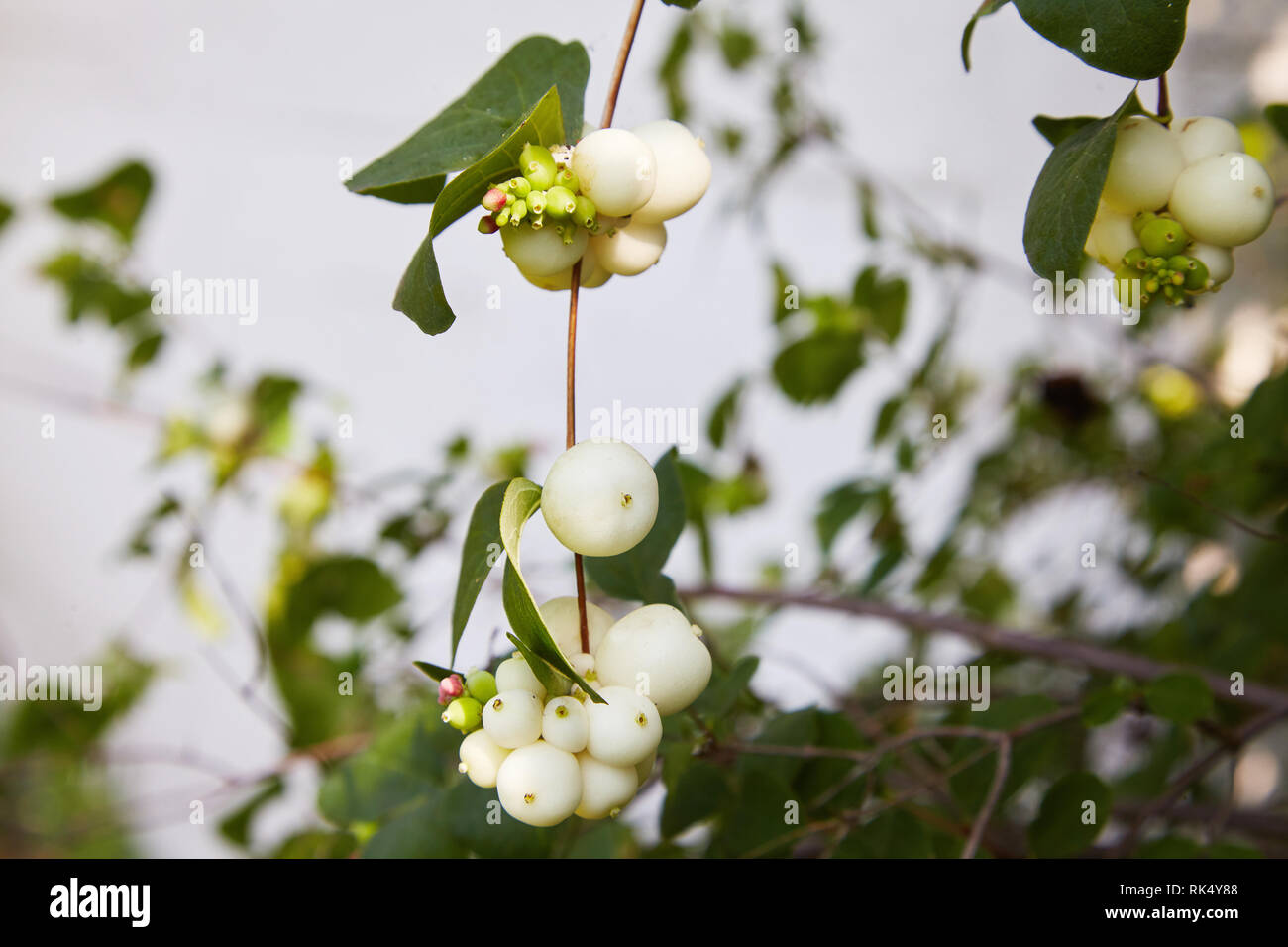 Symphoricarpos. Shrub with decorative white berries. Shrub, which blooms in autumn. Fruits of common snowberry, Symphoricarpos albus, snow berries, Stock Photo