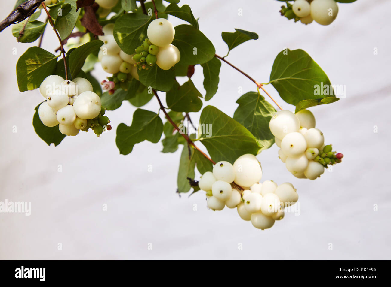 Symphoricarpos. Shrub with decorative white berries. Shrub, which blooms in autumn. Fruits of common snowberry, Symphoricarpos albus, snow berries, Stock Photo
