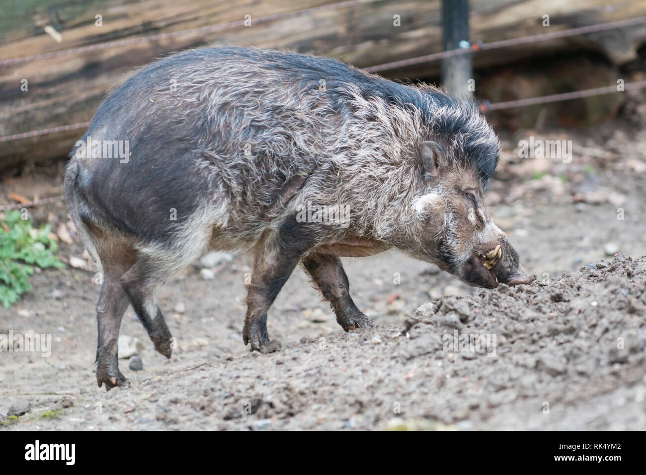 Male Visayan Warty Pig / Sus Cebifrons Stock Photo Alamy