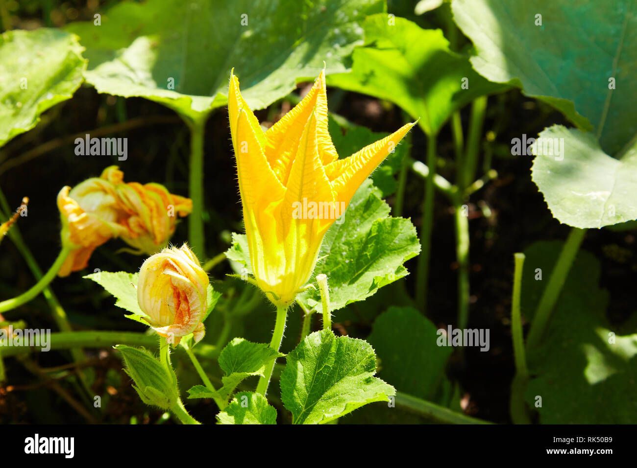Big yellow pumpkin flower blooming macro close up. Scientific name Cucurbita. Stock Photo