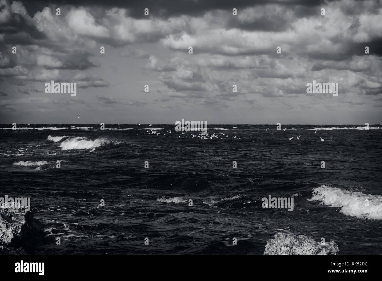 Rough Seas in Malta in black and white featuring seagulls over water during a storm. Stock Photo