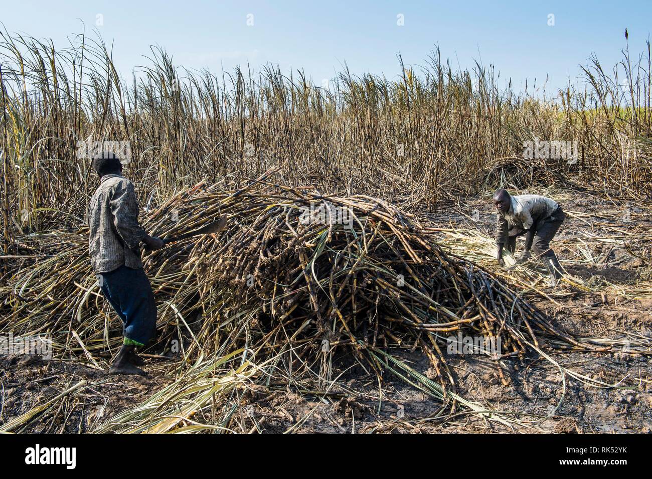 Sugar cane cutter in the burned sugar cane fields, Nchalo, Malawi ...