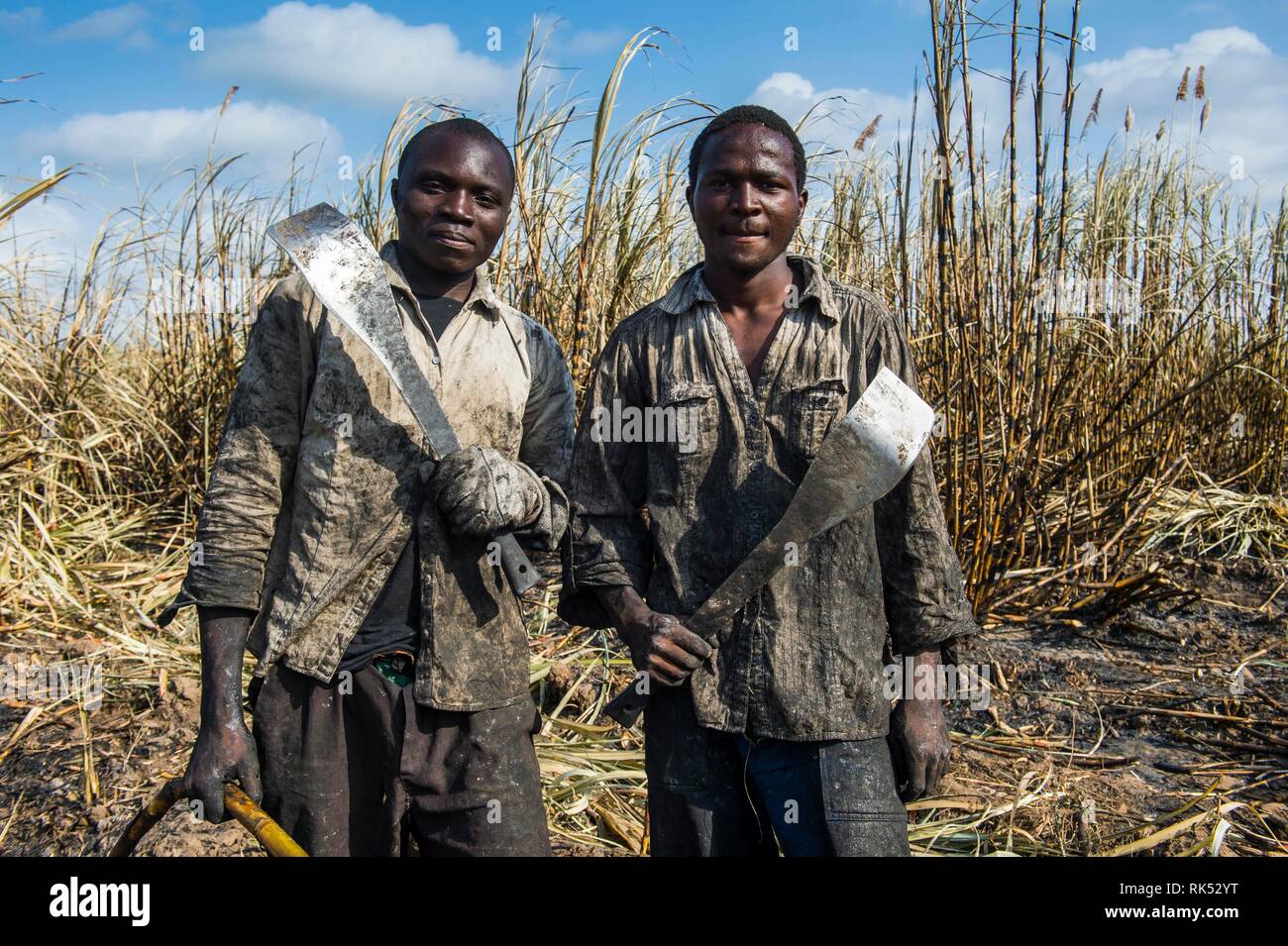 Proud sugar cane cutters in the burned sugar cane fields, Nchalo, Malawi, Africa Stock Photo