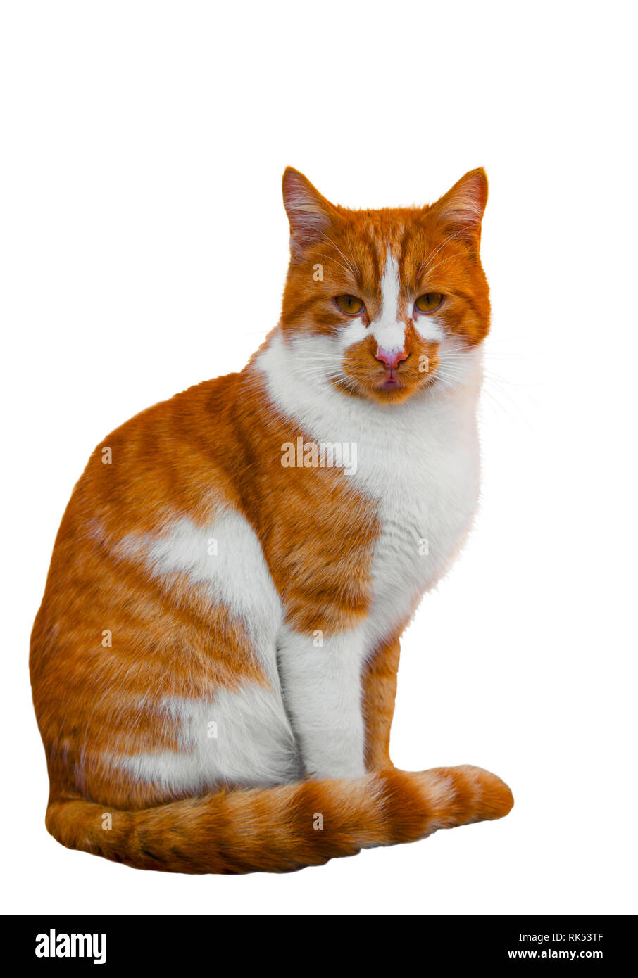 Funny cat isolated on white background closeup Stock Photo - Alamy