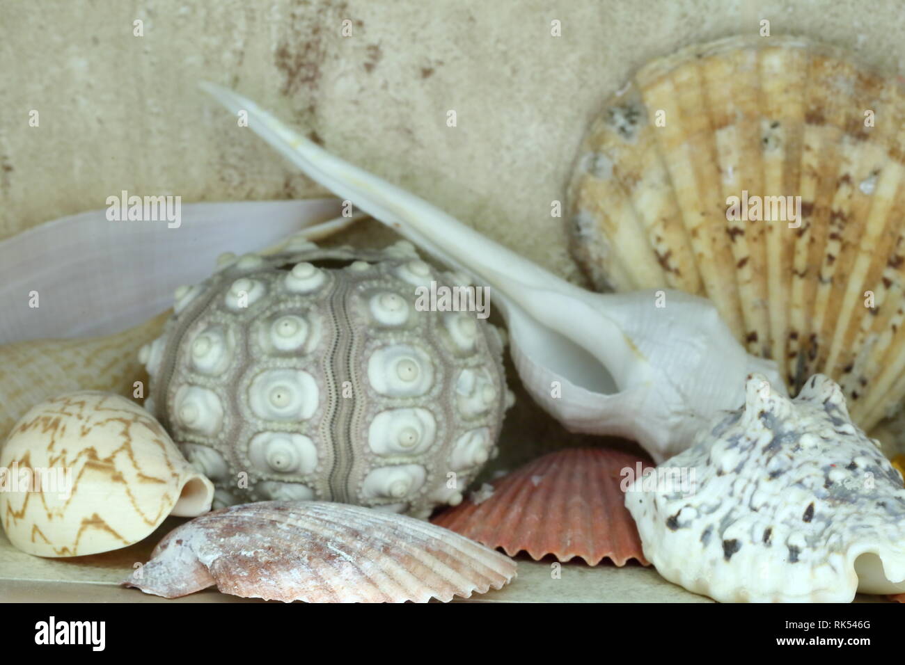 House decoration sea shells hi-res stock photography and images