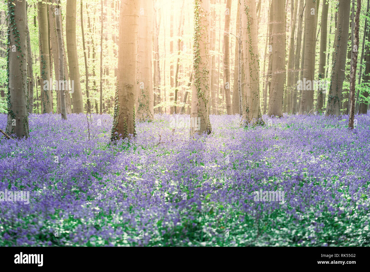 Hallerbos enchanted blue bells forest in Belgium Stock Photo