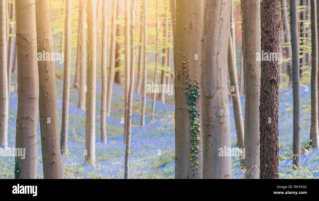 Hallerbos enchanted blue bells forest in Belgium Stock Photo