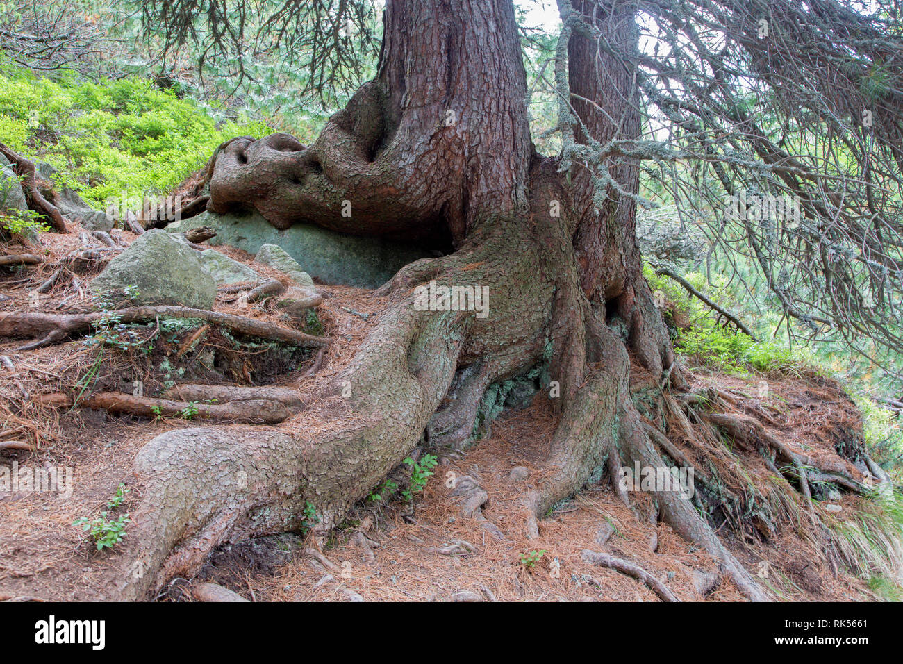From old roots hi-res stock photography and images - Alamy