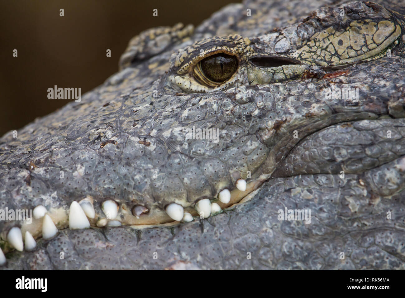 Alligator resting on rock hi-res stock photography and images - Alamy