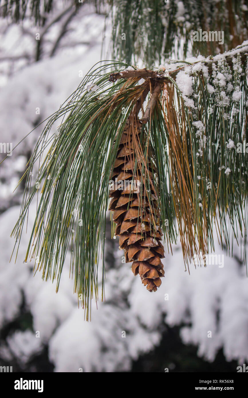 Mature brown cone of the Bhutan pine - latin name Pinus wallichiana covered with snow in the garden in Belgrade in Serbia Stock Photo