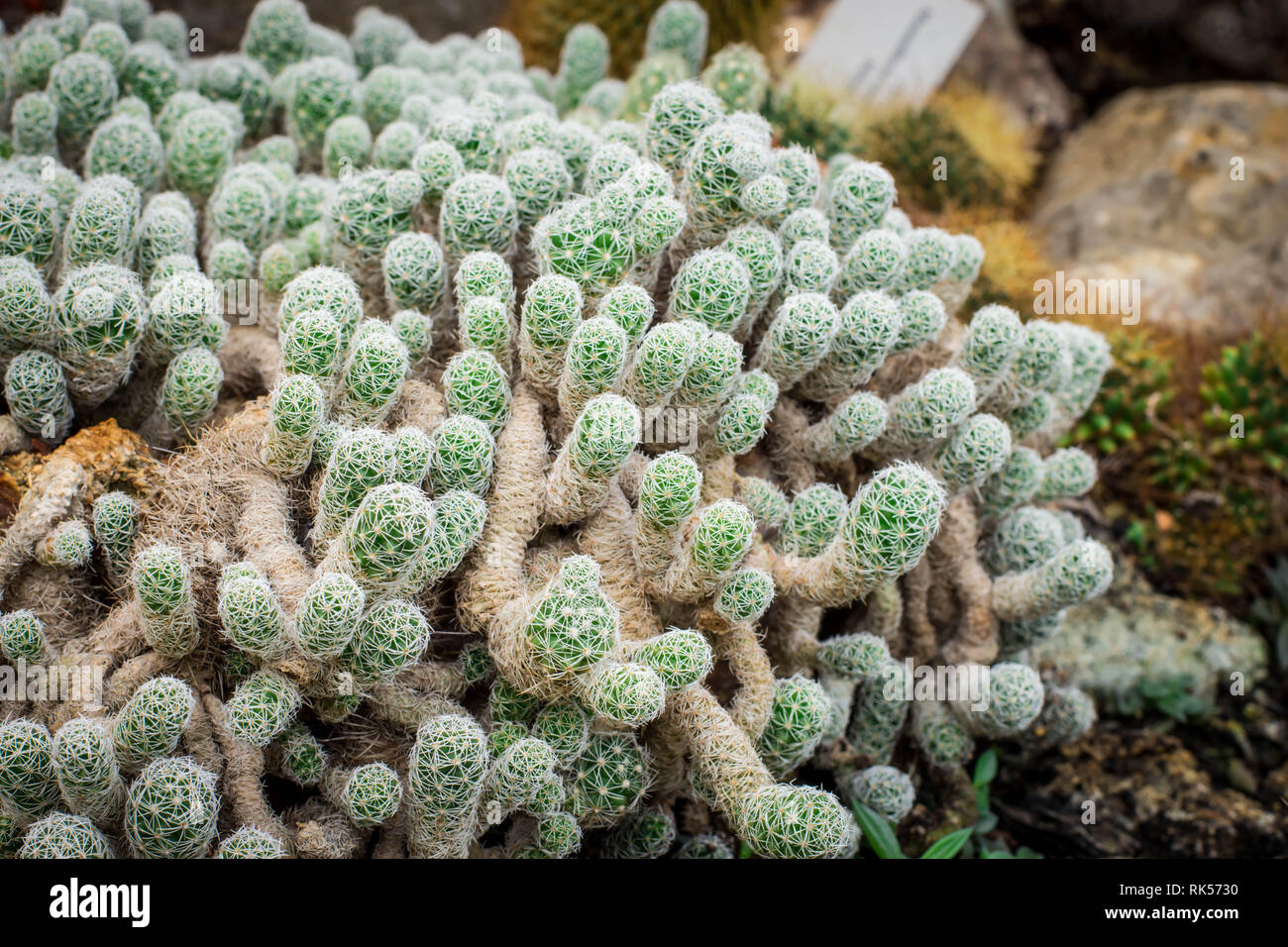 Group of small cacti Mammillaria elongata Stock Photo