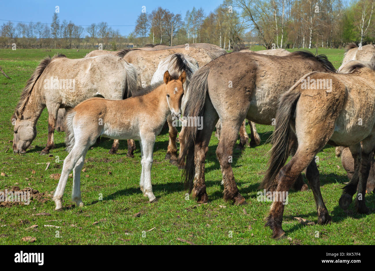 Horses In Spring Time Wild horses on a field in a spring time Stock Photo - Alamy
