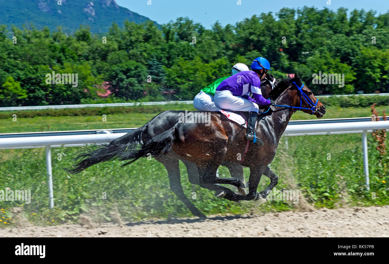 Gallop racing handicap hi-res stock photography and images - Alamy