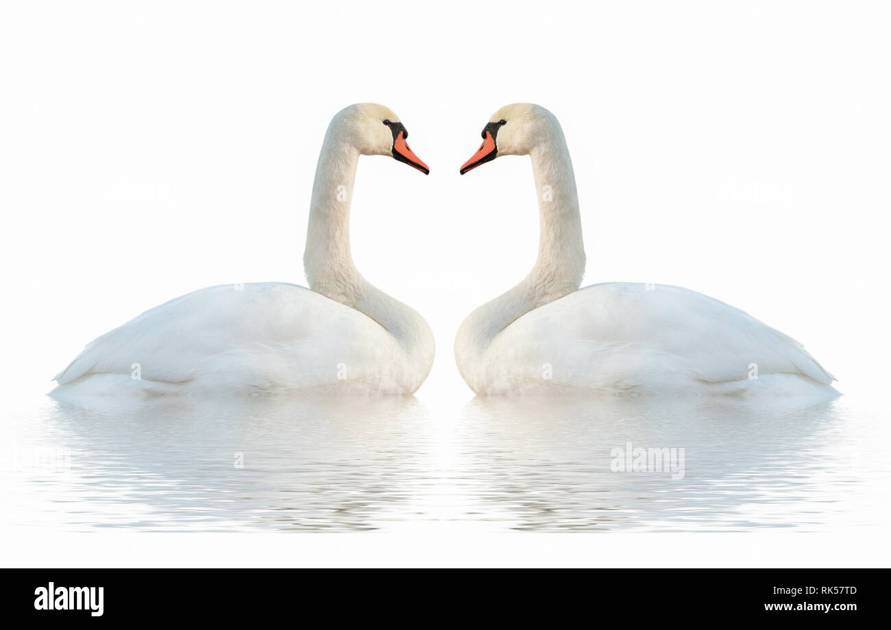 Two swans isolated on white surface. Stock Photo