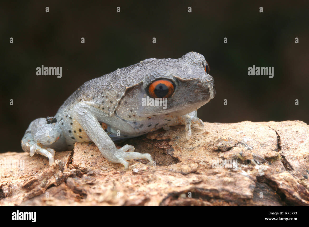 Spotted Litter Frog, Leptobrachium hendricksoni Stock Photo