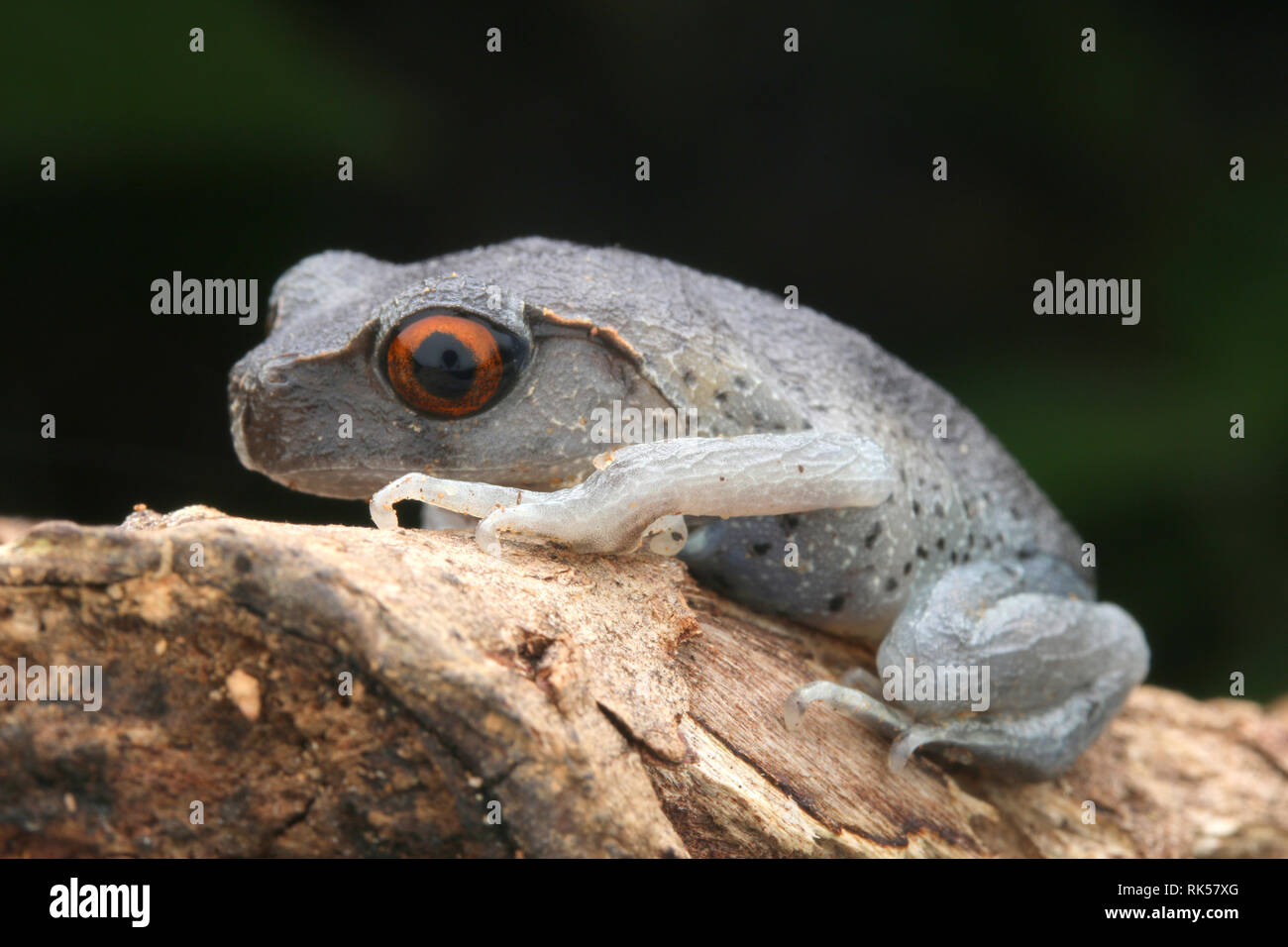 Spotted Litter Frog, Leptobrachium hendricksoni Stock Photo