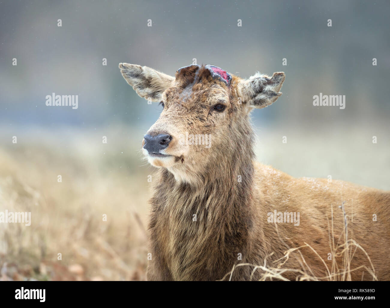 deer shedding antlers