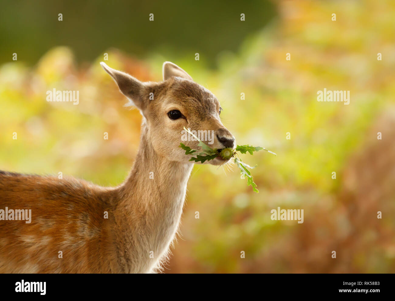 Close-up of a Fallow deer fawn eating leaves, UK. Stock Photo