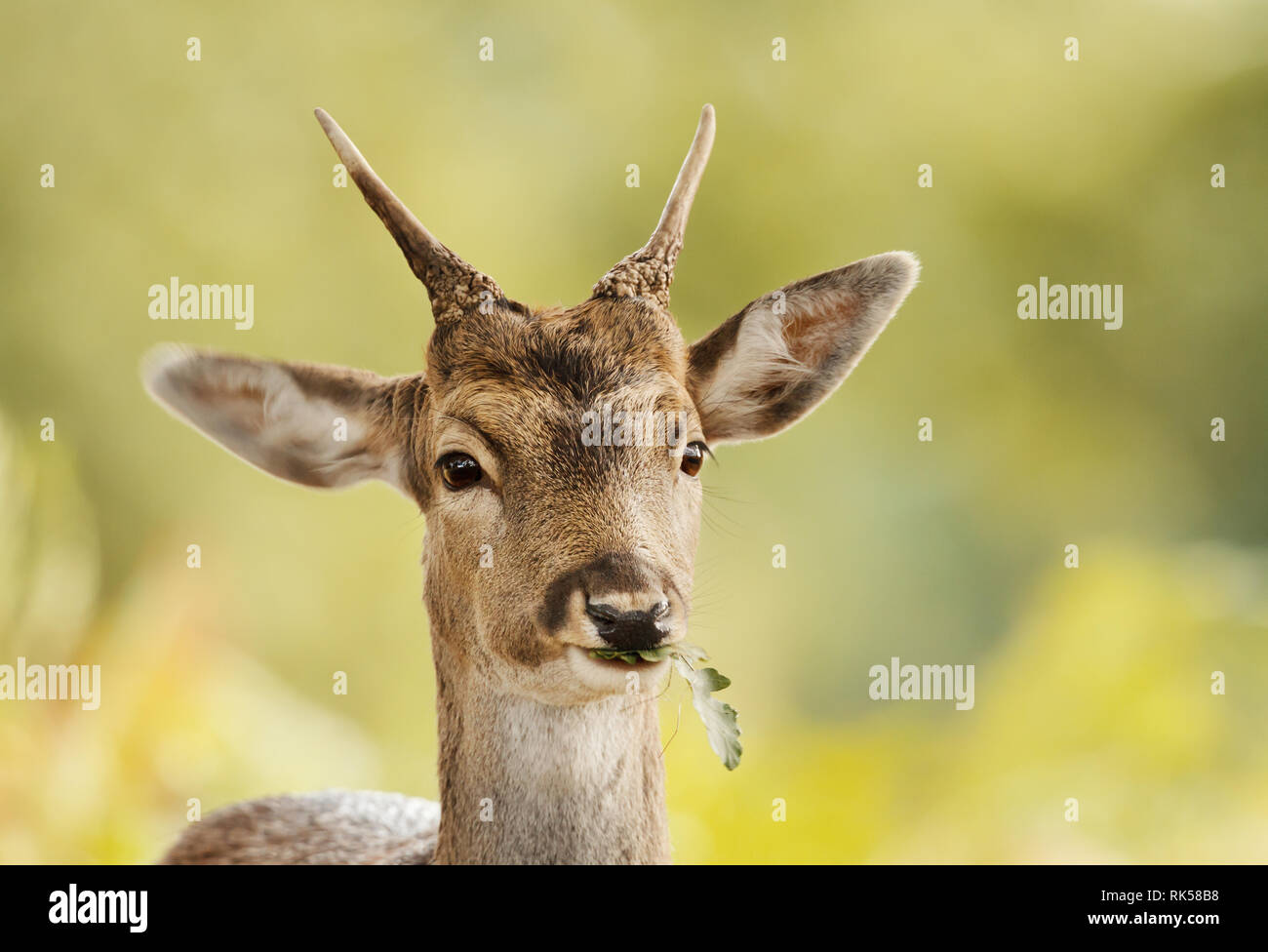 Close up of a young Fallow deer eating oak leaf, autumn in UK. Stock Photo