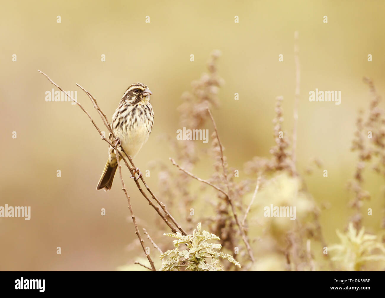 streaky seedeater (Crithagra striolatus Stock Photo