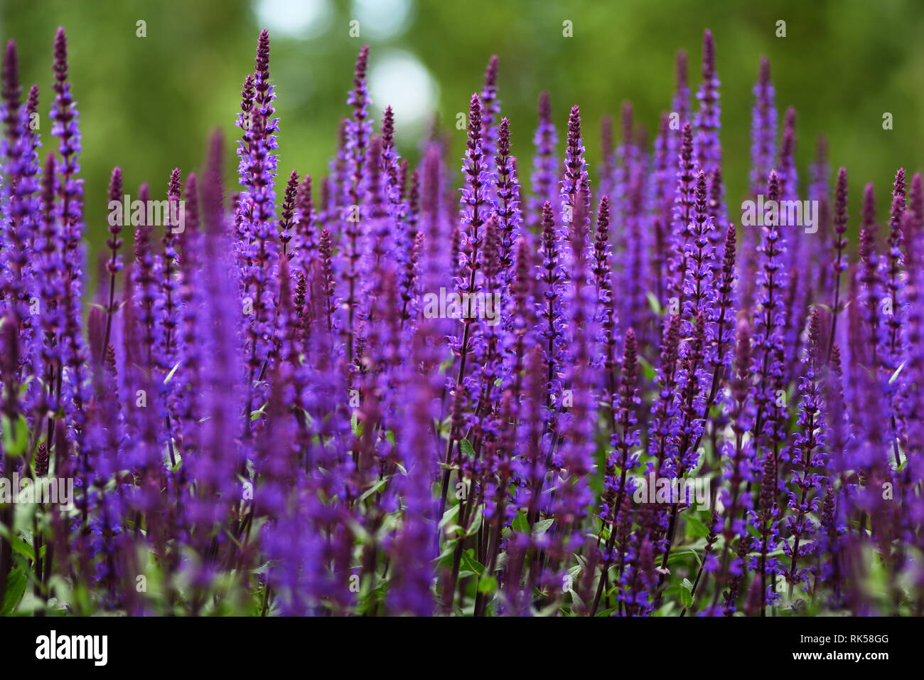 Purple salvia flowers for floral background Stock Photo - Alamy