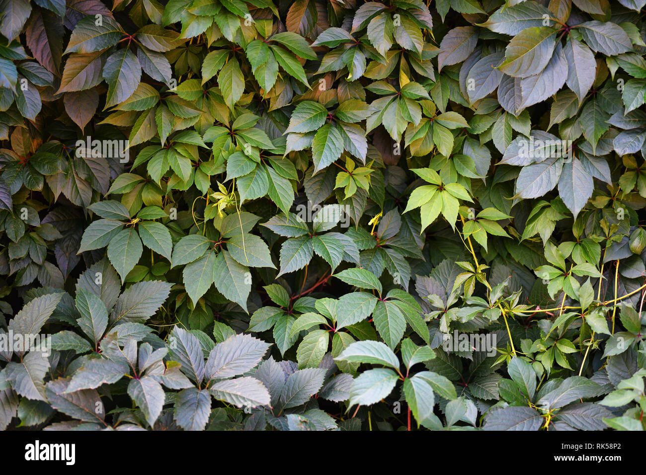 Natural background with green leaves of wild grape Stock Photo - Alamy