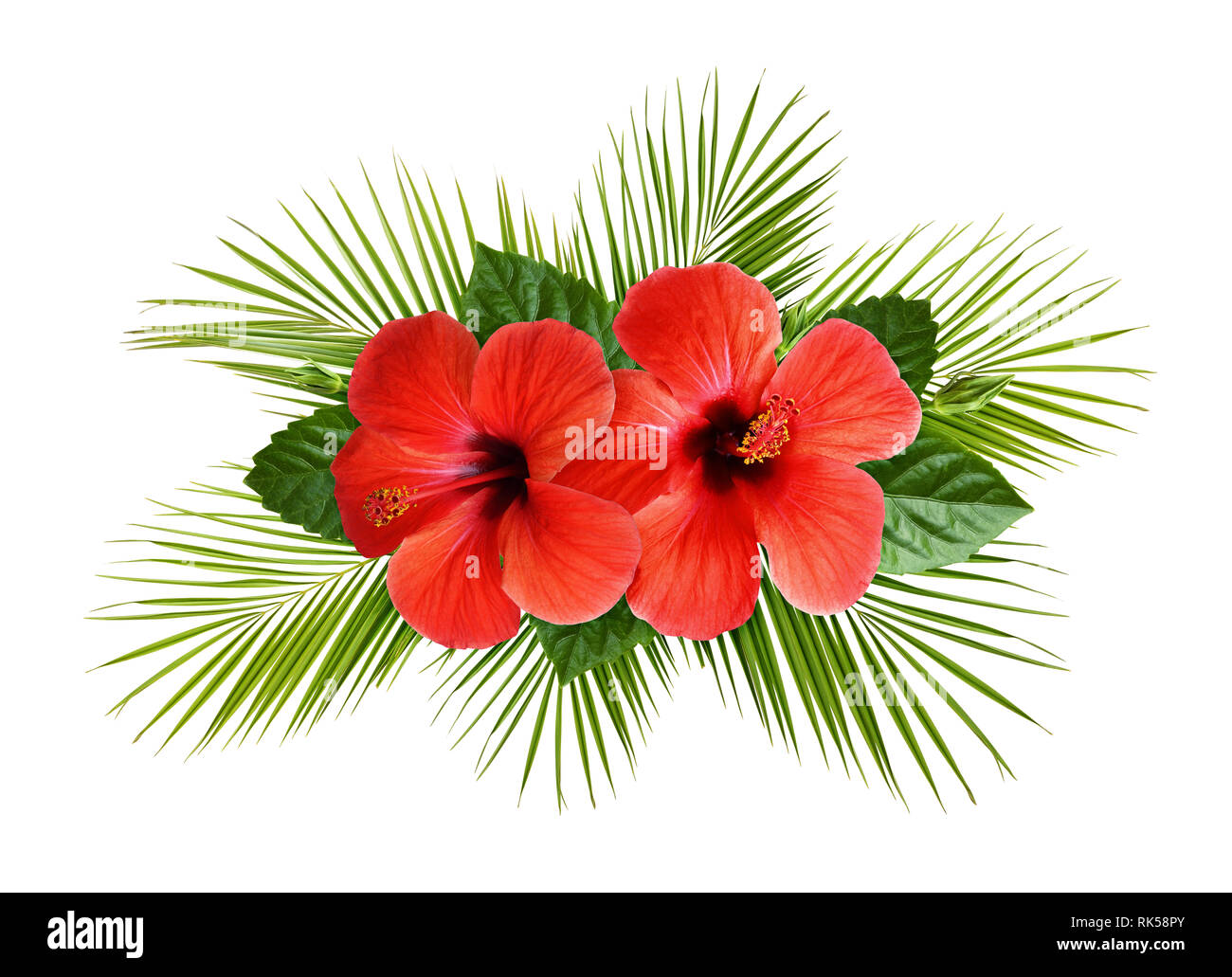 Tropical Hbiscus Palm Leaves Flowers Indoor Outdoor Doormat Small Area Rugs Mordern Floor Mat Non Slip Carpet for Living Room Bedroom Dining Room C Tropical Paradise with Vibrant Hibiscus Flowers, Palm Leaves Stock