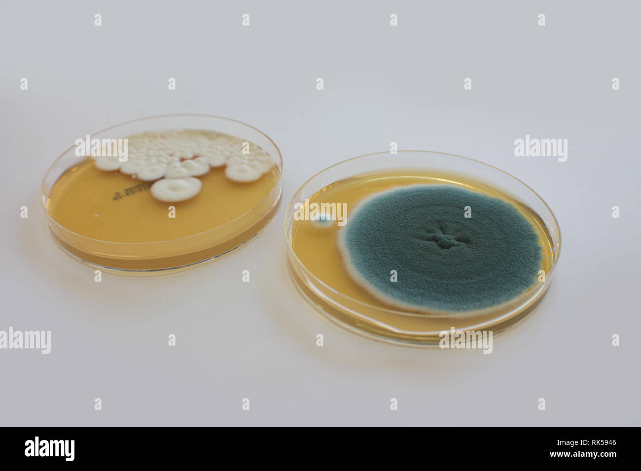 mould fungus test kit Stock Photo