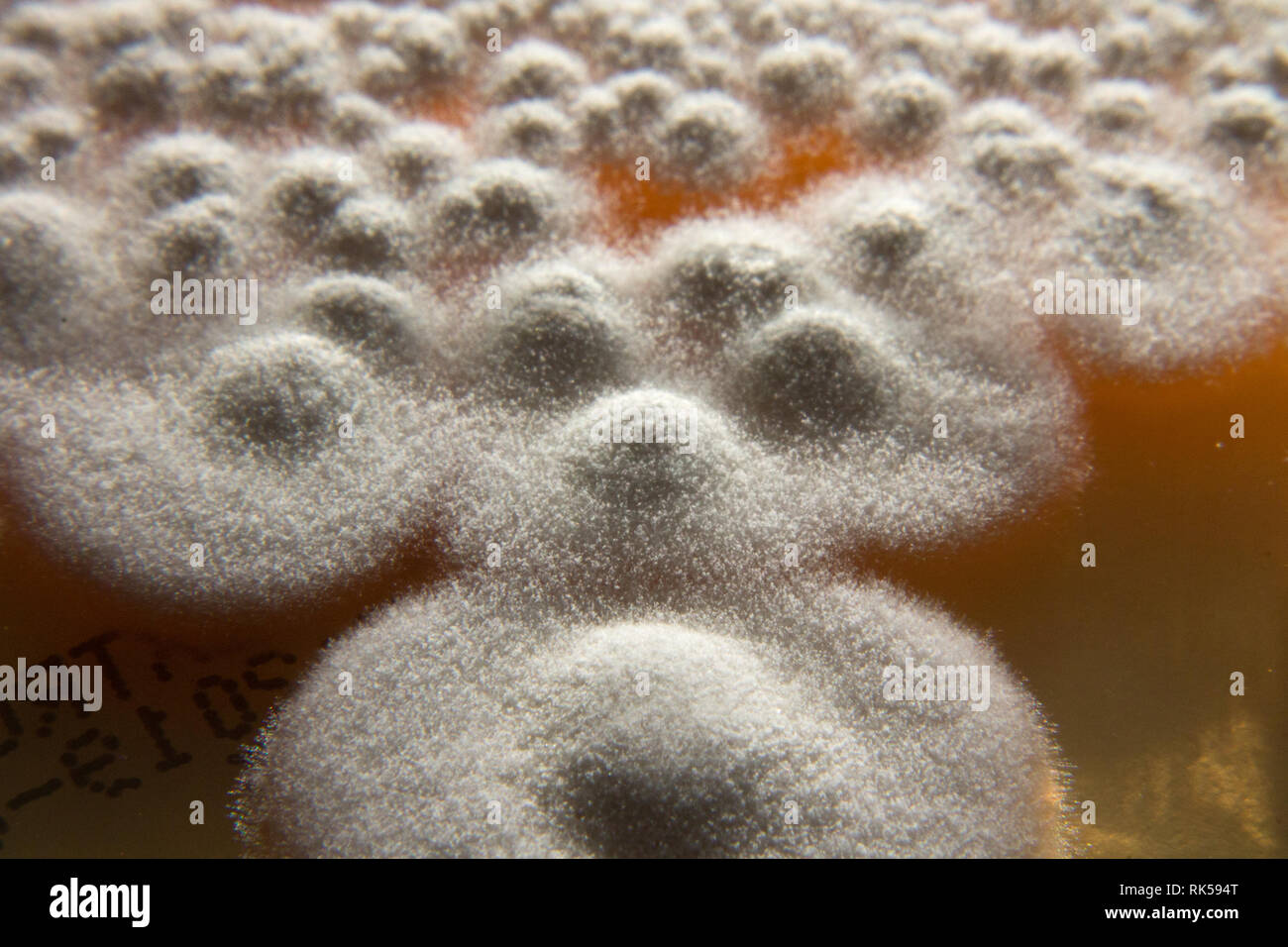 mould fungus test kit macro Stock Photo