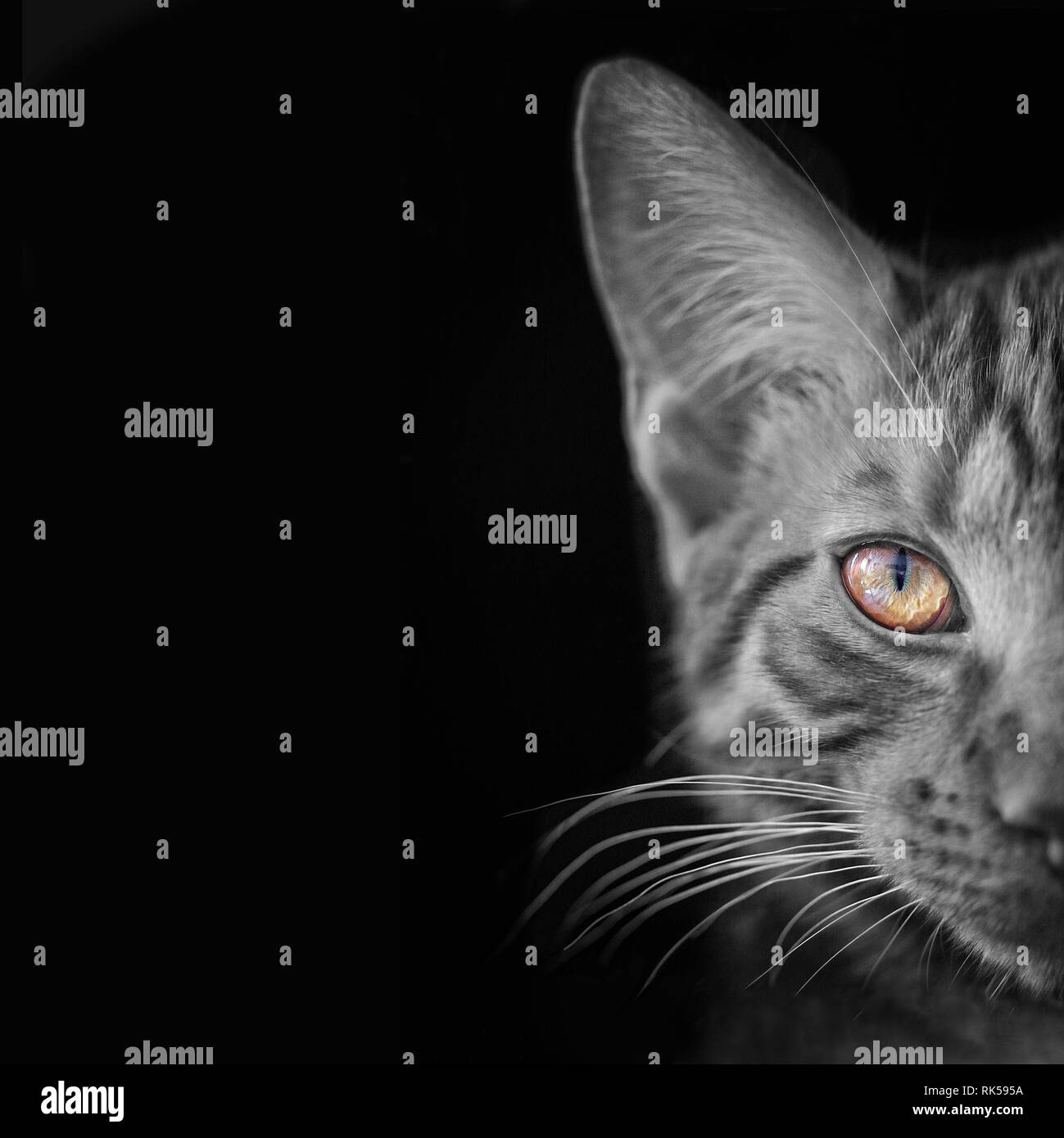 Closeup portrait of a tabby cat with vibrant eyes. Color-Key image with dark background and copy space. Stock Photo
