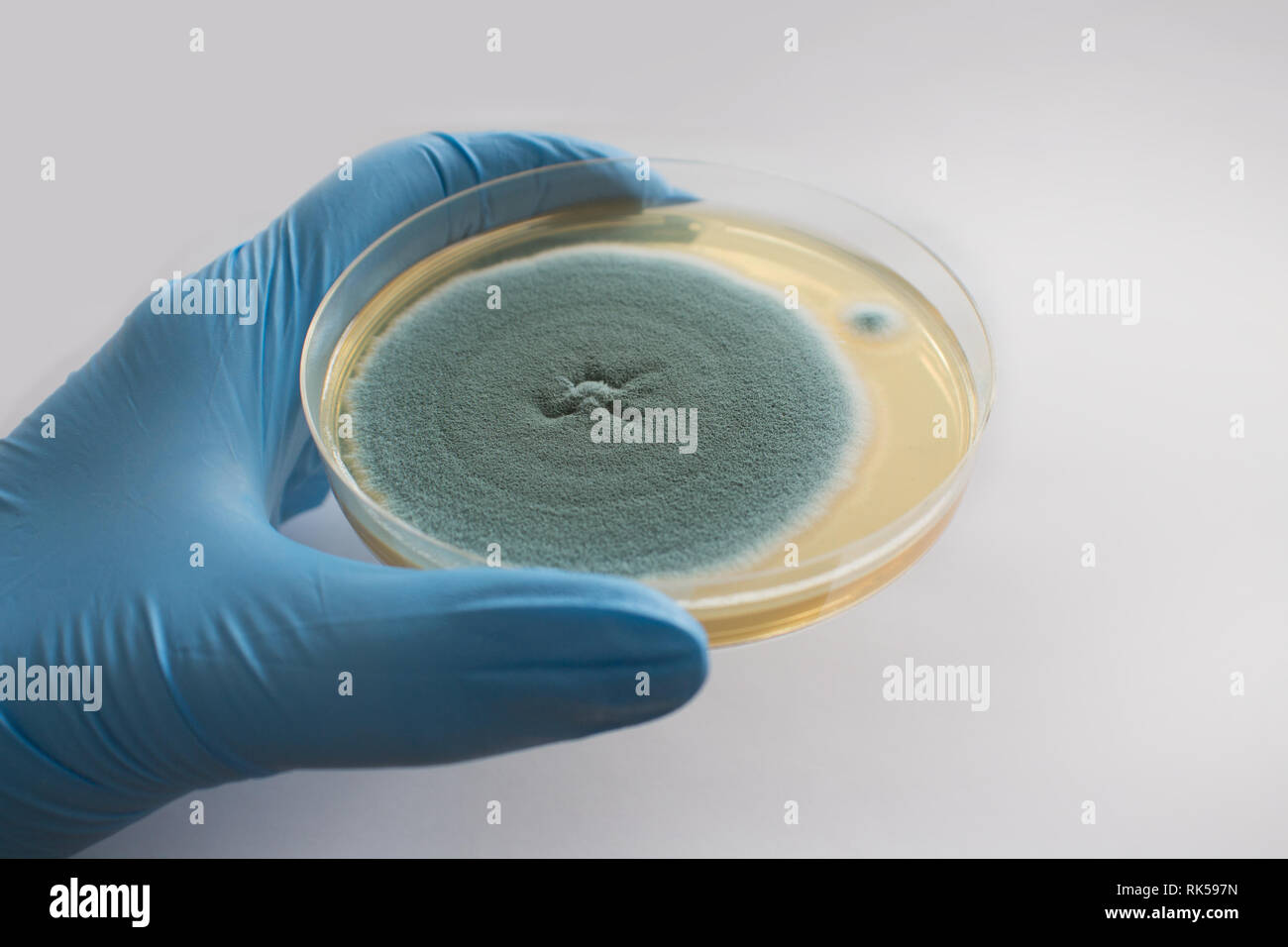 gloved hand holding fungus in petri dish Stock Photo
