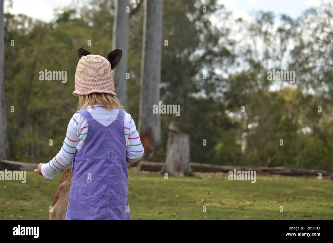 Curious kid in the Koala Sanctuary Stock Photo