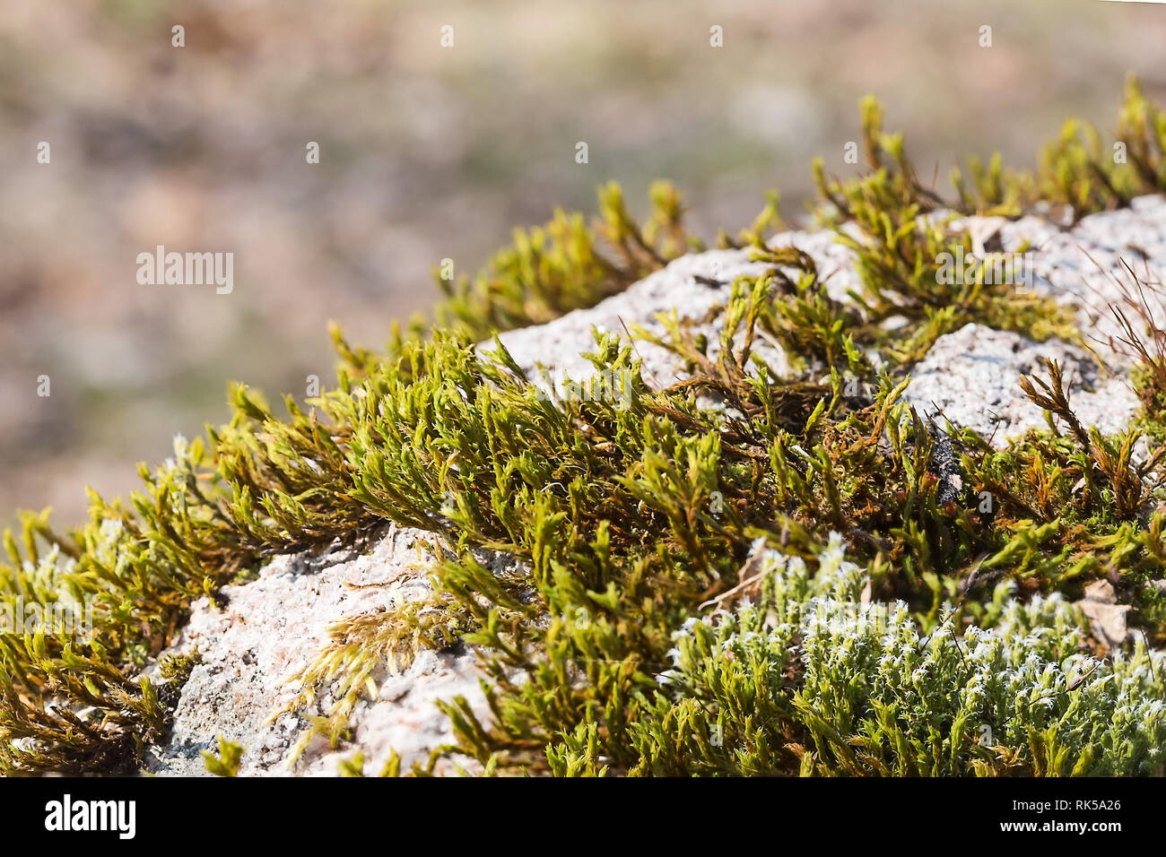 Hair cap moss hires stock photography and images Alamy