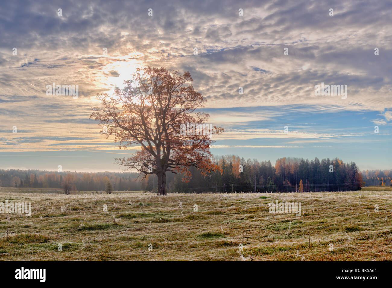 Beautiful nature good morning hi-res stock photography and images - Alamy