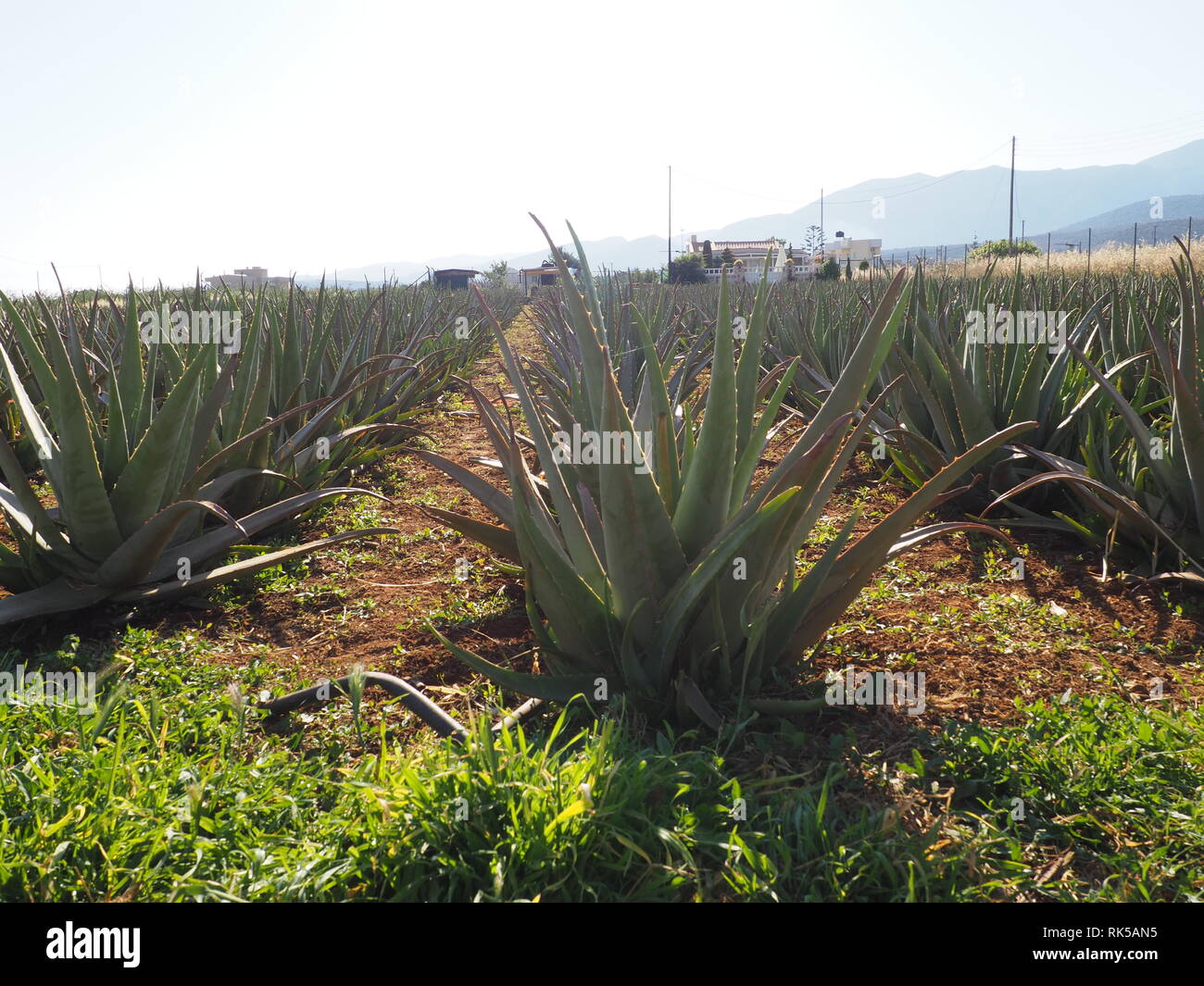 Plantation of aloe vera on the island of Crete, Greece Stock Photo - Alamy