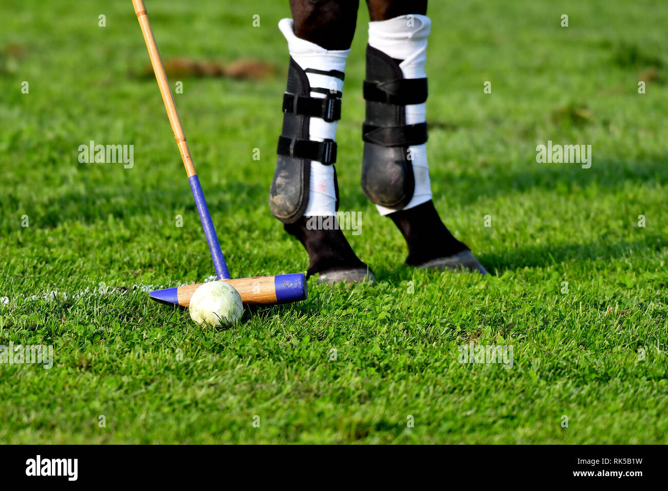 Horse legs hi-res stock photography and images - Alamy