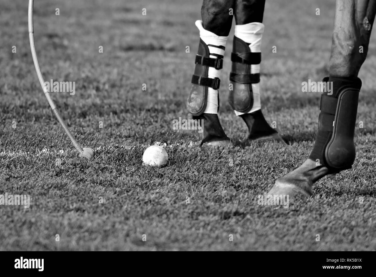 Polo horse legs close up. Ball and mallet on the grass. Horizontal, black and white. Stock Photo