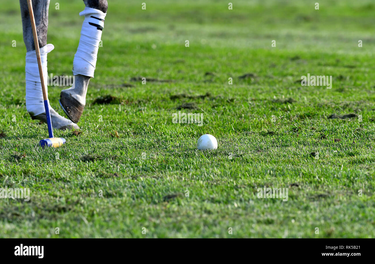 Polo horse legs close up. Ball and mallet on the grass. Horizontal. Stock Photo