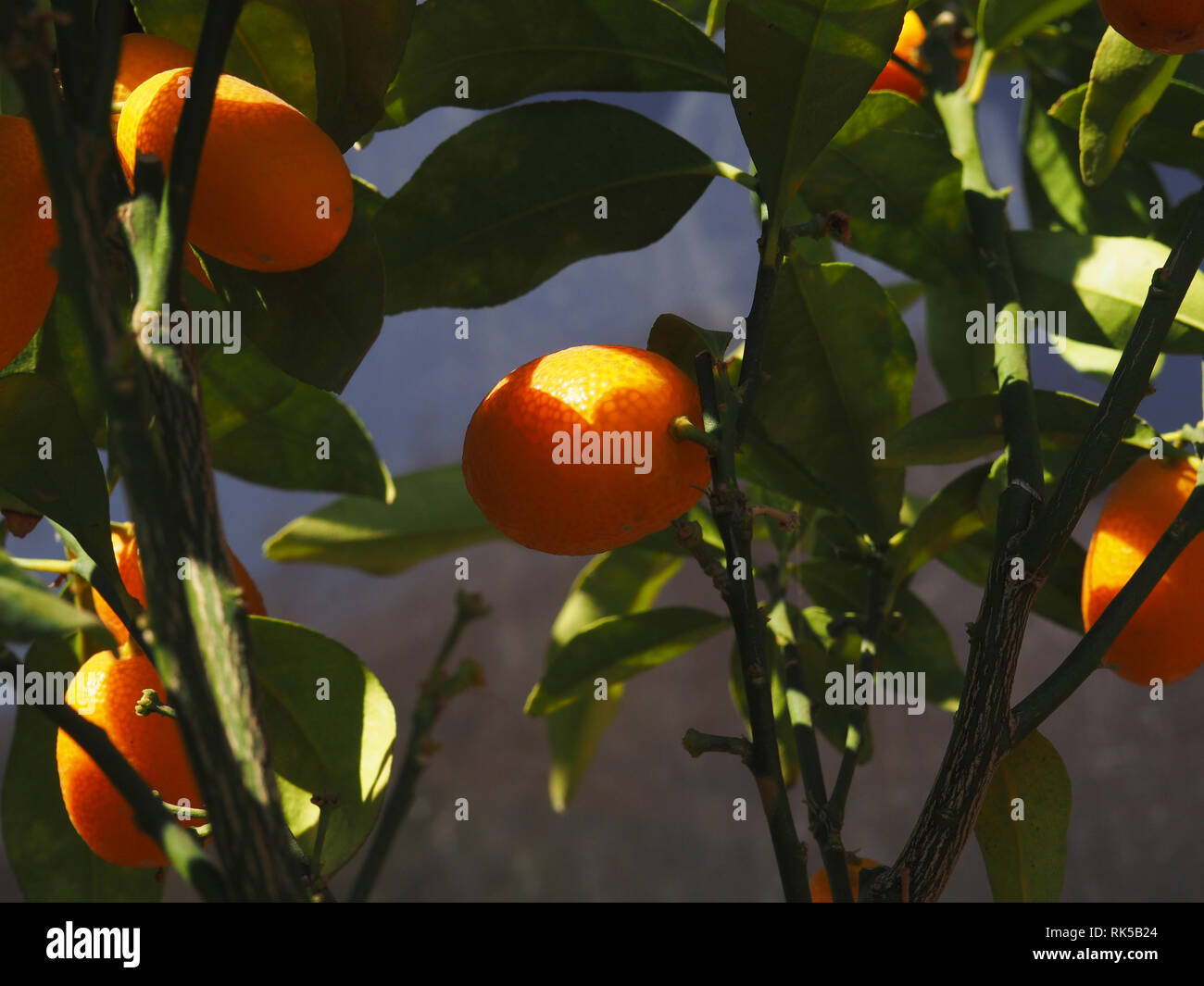 Tangerine tree hires stock photography and images Alamy
