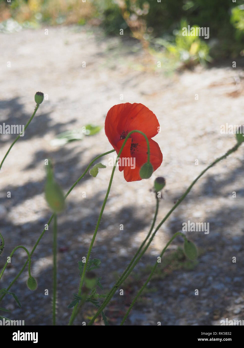 Red poppy common, corn rose, Flanders poppy, weed, coquelicot blooming on field. Stock Photo