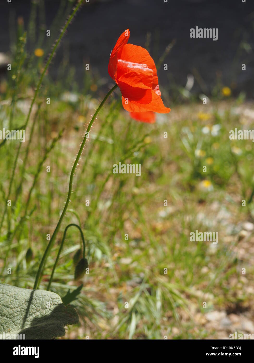 Red poppy common, corn rose, Flanders poppy, weed, coquelicot blooming on field. Stock Photo