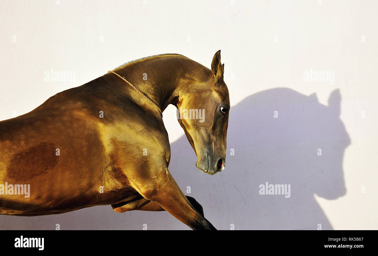Portrait of golden young Akhal-Teke playing.Isolated with shadows on white background. Horizontal photo, side view, close up on head and neck. Stock Photo