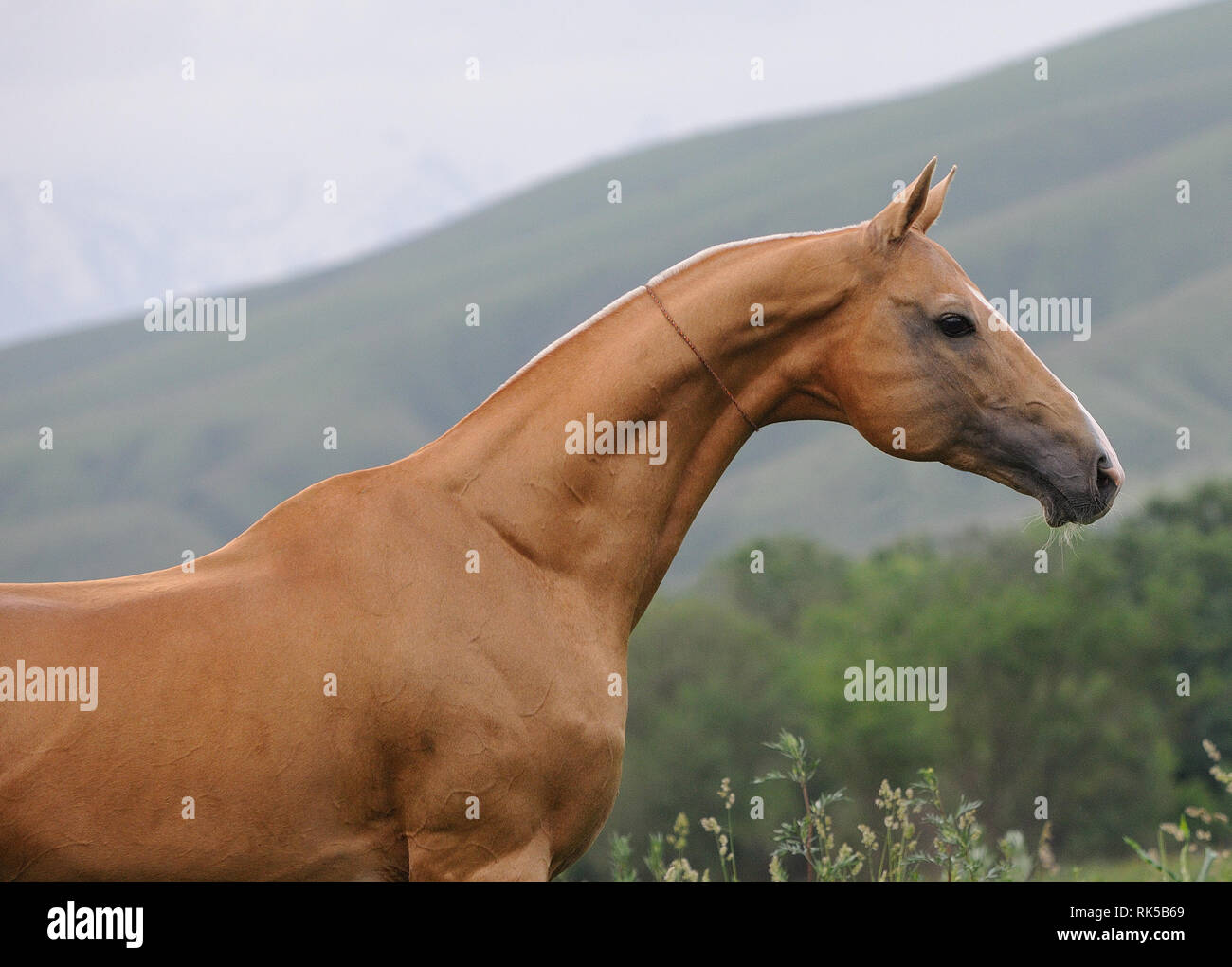 Portrait of palomino akhal teke horse sideways without bridle outside with mountains on the background. Horizontal photo, profile close up. Stock Photo