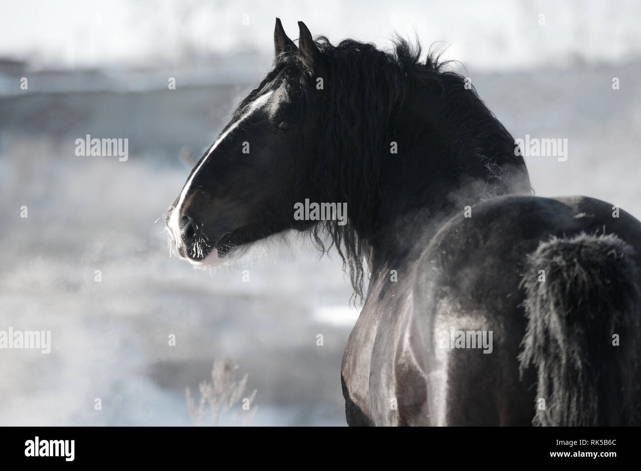 Black Vladimir heavy draft stallion looks back standing in the winter landscape. Horizontal, portrait, back view. Stock Photo