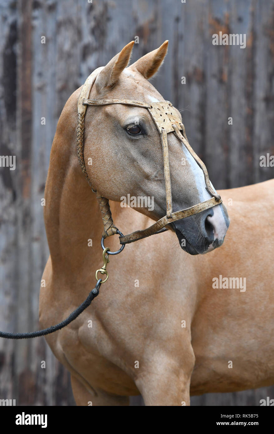 Palomino horse in leather polo halter looks sideways while standing beside wooden log wall. Vertical, sideways, portrait. Stock Photo