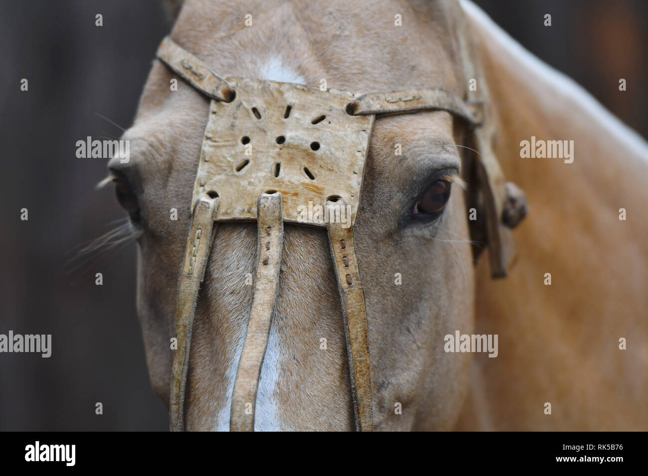 Close up of a horse's head in leather polo halter looking into the camera. Horizontal, front view, portrait. Stock Photo