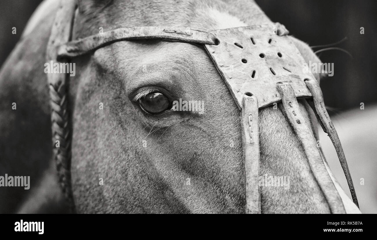 Close up of a horse's head in leather polo halter looking away rotating neck. Horizontal, side view, portrait, black and white. Stock Photo