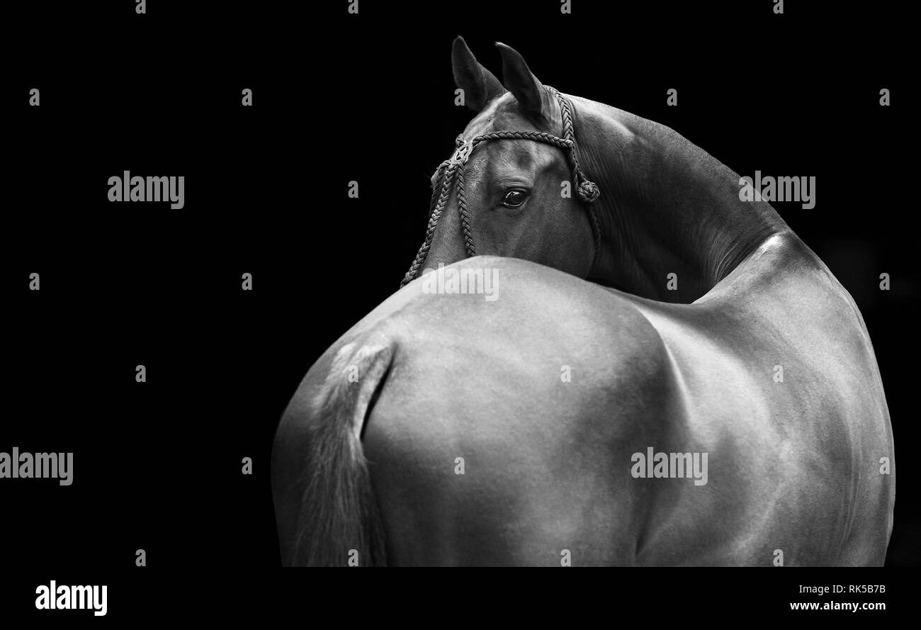 Horse in polo halter looks backwards isolated on black background. Horizontal, from the back, black and white. Stock Photo