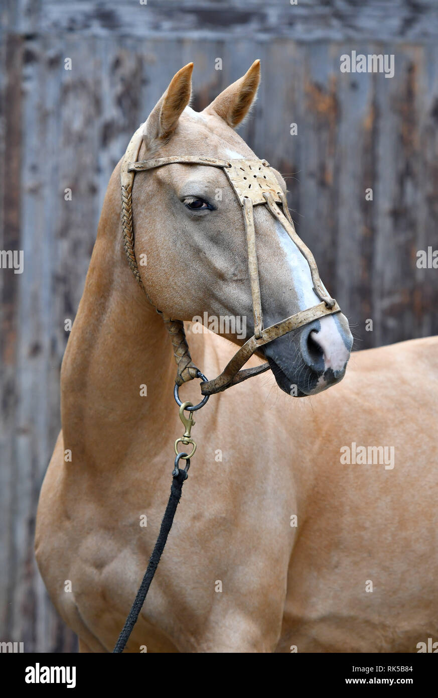 Palomino horse in leather polo halter looks sideways while standing beside wooden log wall. Vertical, sideways, portrait. Stock Photo