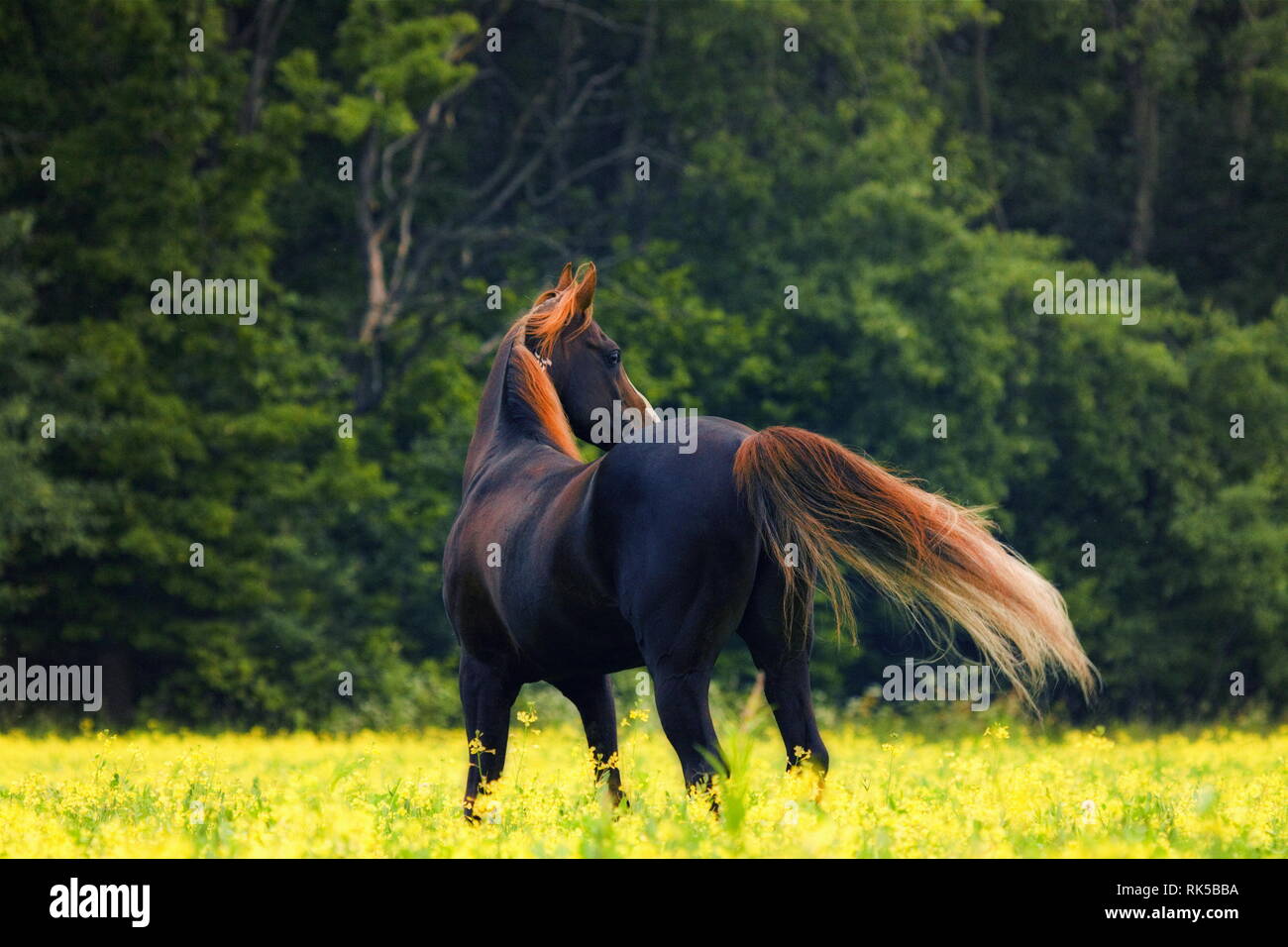 Bay arabian hi-res stock photography and images - Alamy